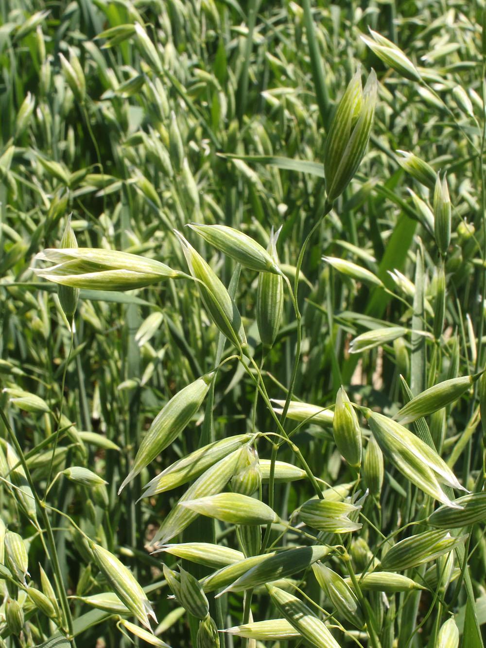 Falcon Brand Spring Oat